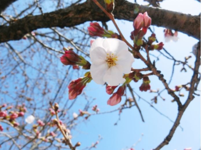 お花見を楽しみました◎